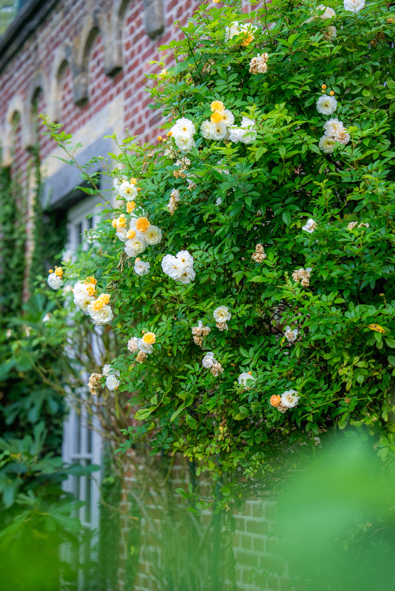 Roses au Château de La Motte